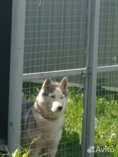 Передержка собак