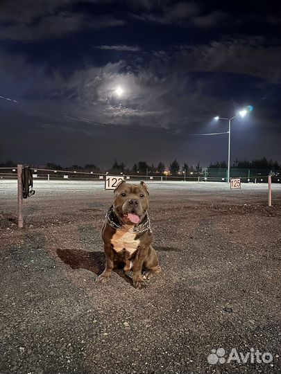 Американский булли классик вязка