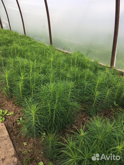 Сеянцы сосны и ели