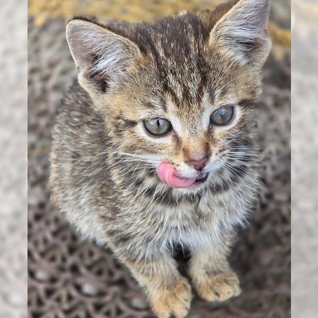 Котёнок в добрые руки