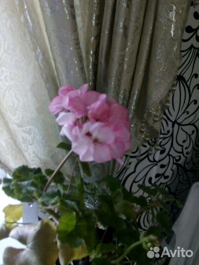 Комнатные цветы