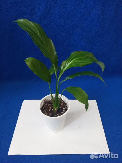 Спатифиллум