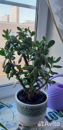 Крассула (толстянка)