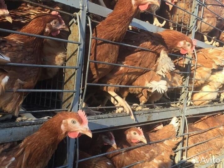 Куры несушки Кросс Коралл порода