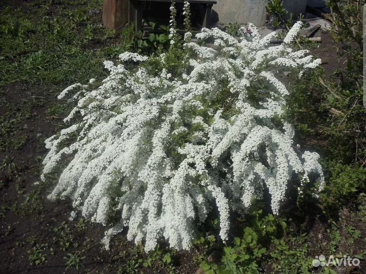 Спирея японская (невеста)