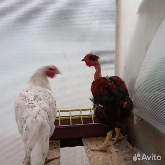 Петух Маран