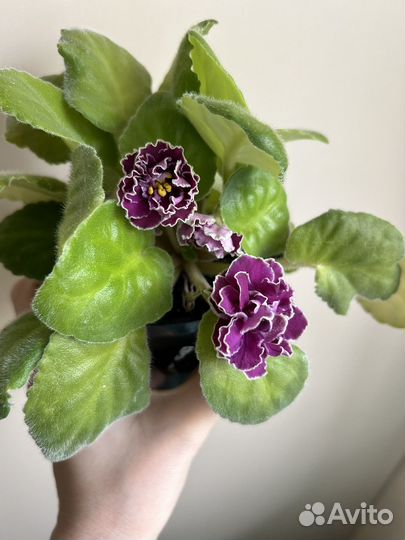 Фиалка сортовая 