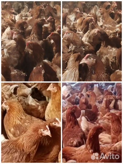 Курочки молодки 4.5мес. Ломан браун,Браун Ник