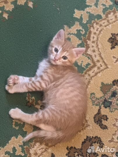 Кот