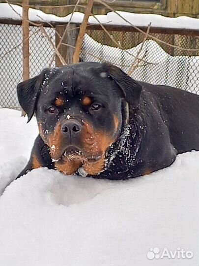 Щенки Ротвейлера