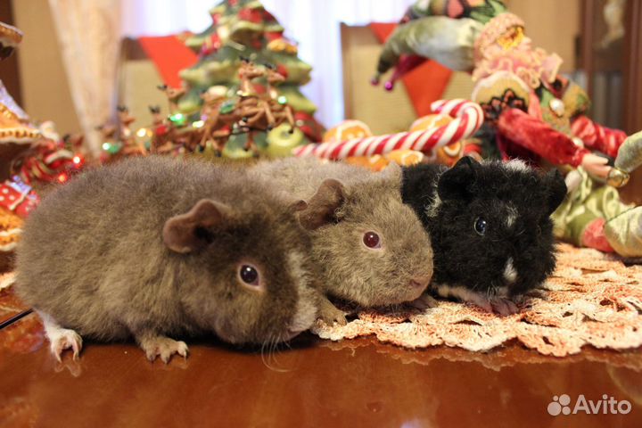 Морская свинка американский Тедди