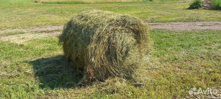 Сено в рулонах