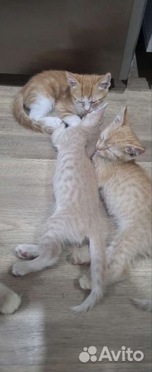 Кошка в добрые руки