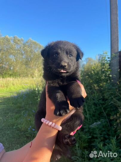 Отдам бесплатно щенки