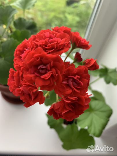 Пеларгония герань