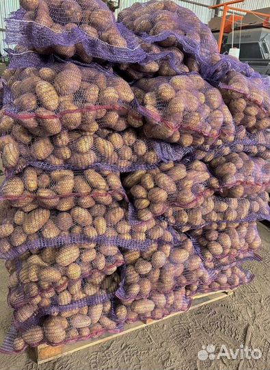 Продам картофель оптом