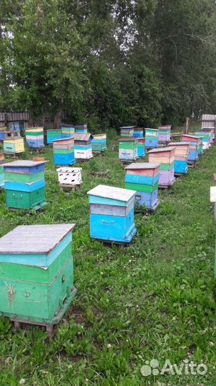 Мед с Алтая