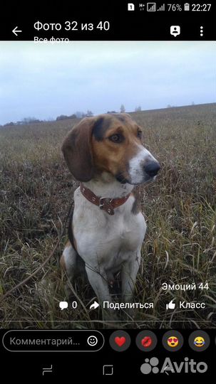 Эстонская гончая (выжловец)