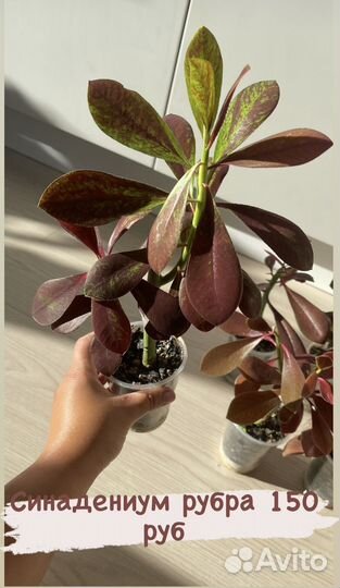 Синадениум рубра