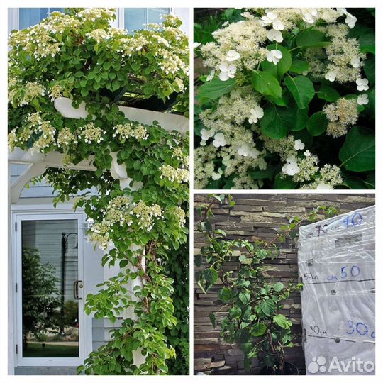 Гортензия черешковая (вьющаяся) 