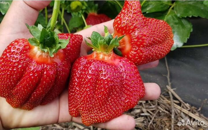 Рассада клубники Азия