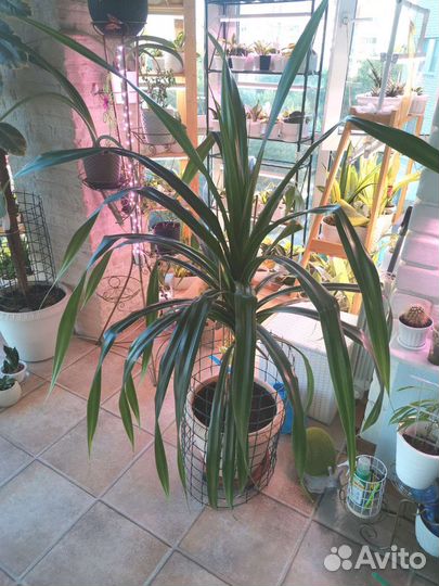 Панданус (Pandanus)