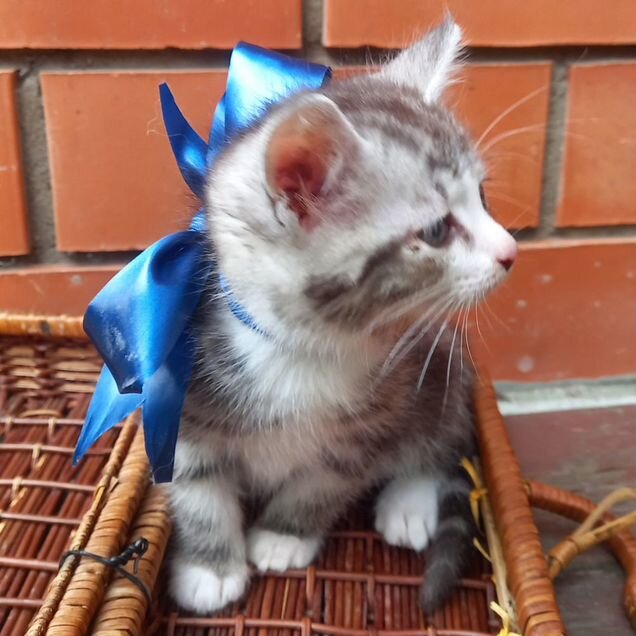 Котёнок в добрые руки