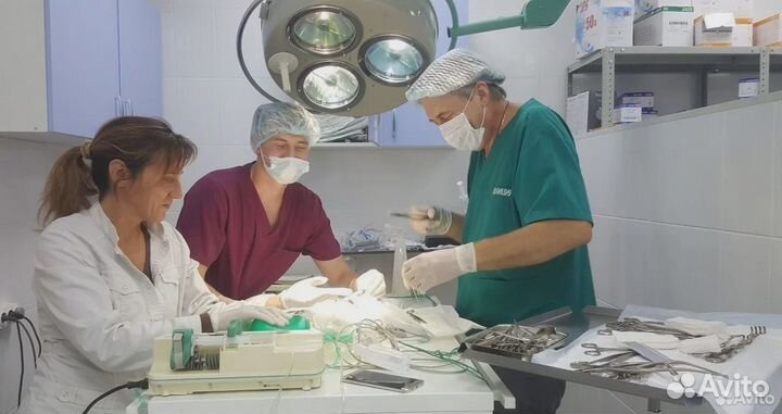 Ветеринар выезд на дом