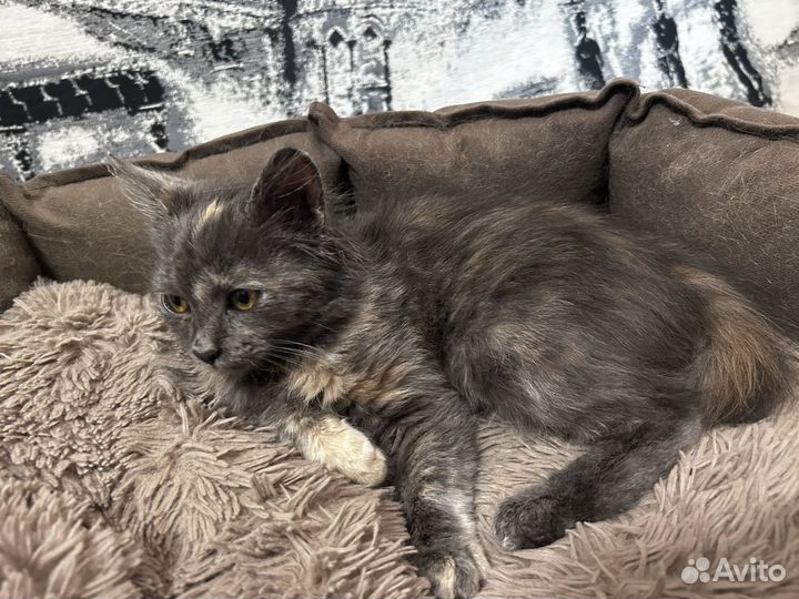 Отдам в добрые руки