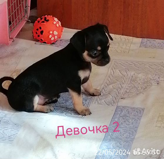 Той-терьер мини. Щенки