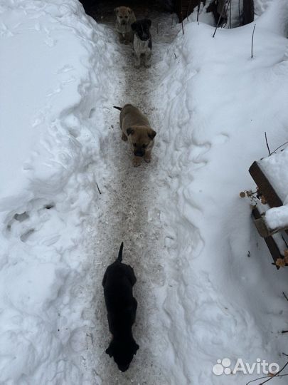 Очаровательные щенки в поисках дома