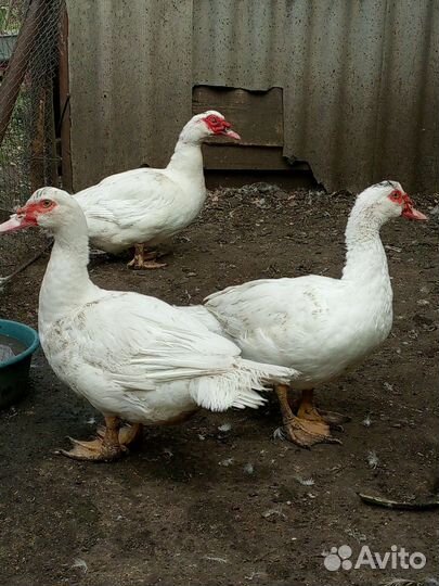 Мускусные Селезни, тяжелые линии