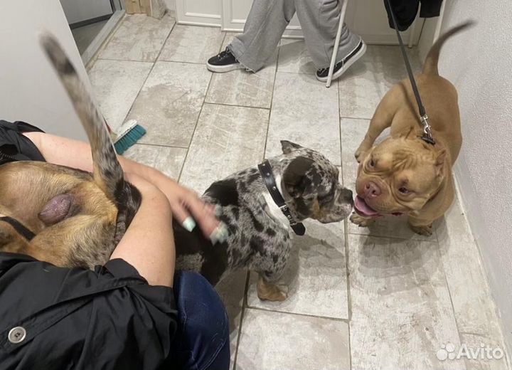 Вязка Американский булли микро экзот