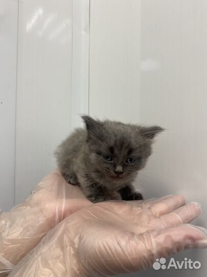 Пушистые котята