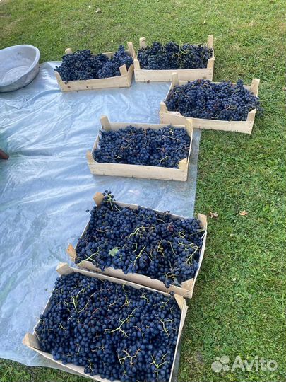 Черенки столовых и технических сортов винограда