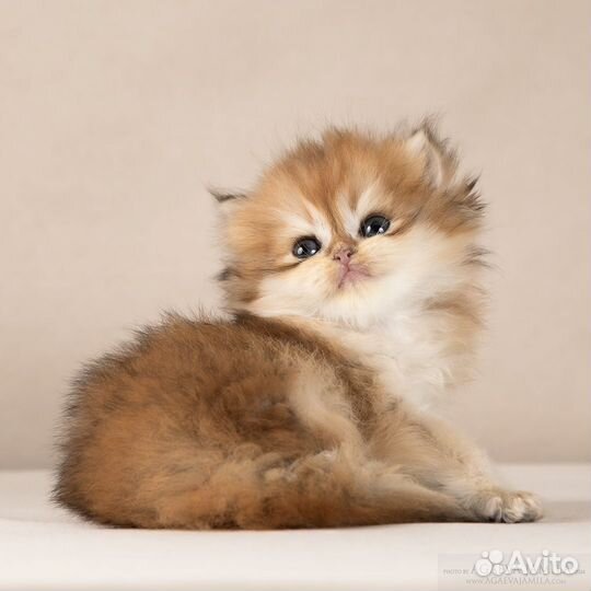 Девочка золотая длинношерстная шиншилла