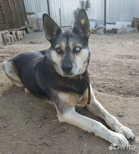 Собака в добрые руки