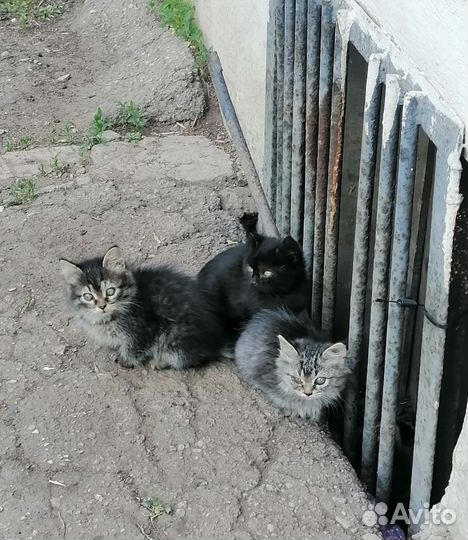 Котята в добрые руки
