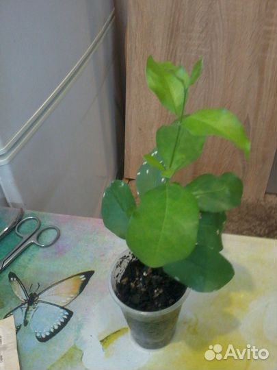 Плодовая экзотика- Мальпигия глабра