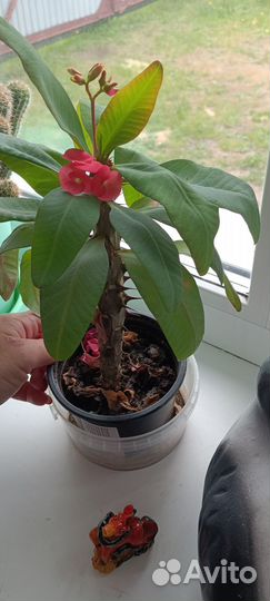 Молочай Миля