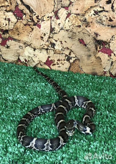 Амурский полоз Чёрная змея