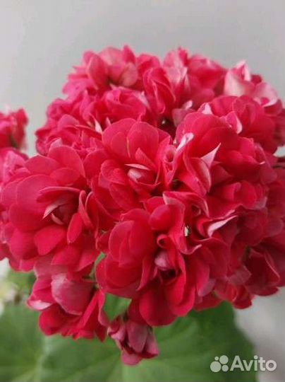 Пеларгония герань