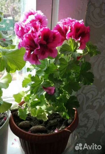 Королевская герань