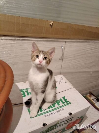 Чудесные маленькие котики в добрые руки