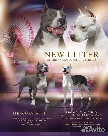 Щенки стаффордширского терьера