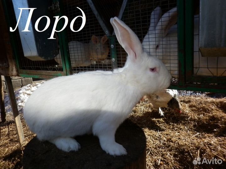 Кролики 