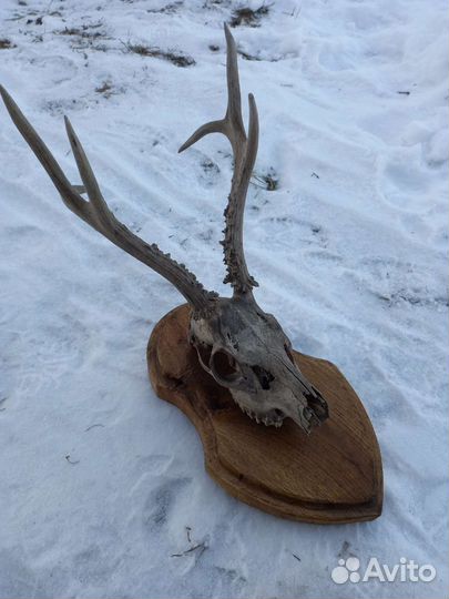 Рога косули