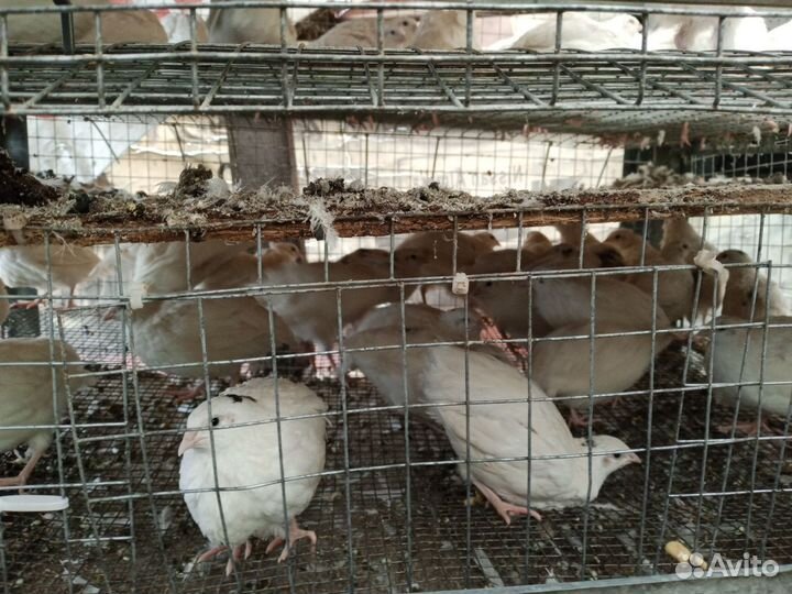 Перепела продажа