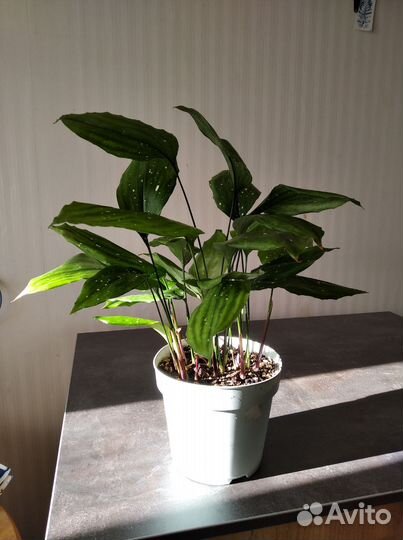 Аспидистра Милки Вэй, пеперомия Джелли