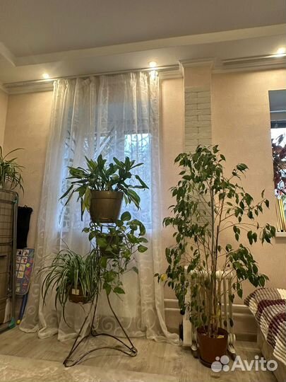 Цветок комнатный Фикус бенджамина